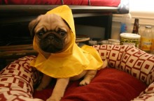 Dog in raincoat