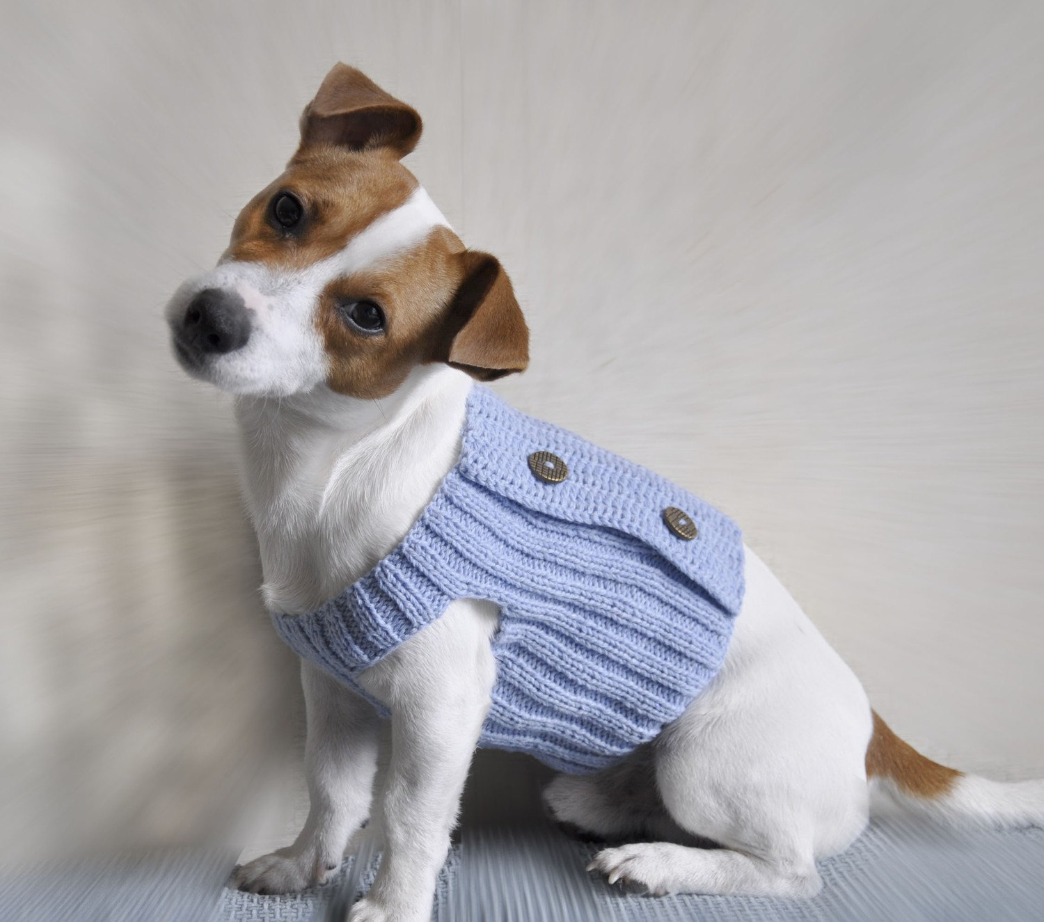 3 Ways dog clothing keeps your pet nice & warm GameHouse